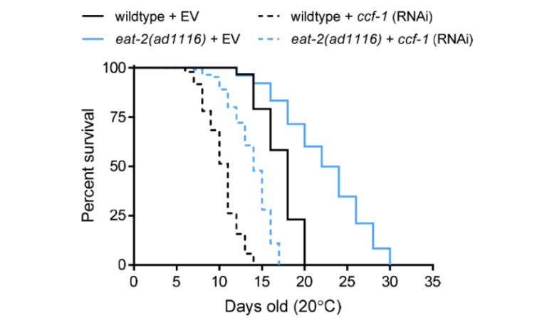 CCR4-NOT Complex in Stress Resistance and Longevity in C. elegans