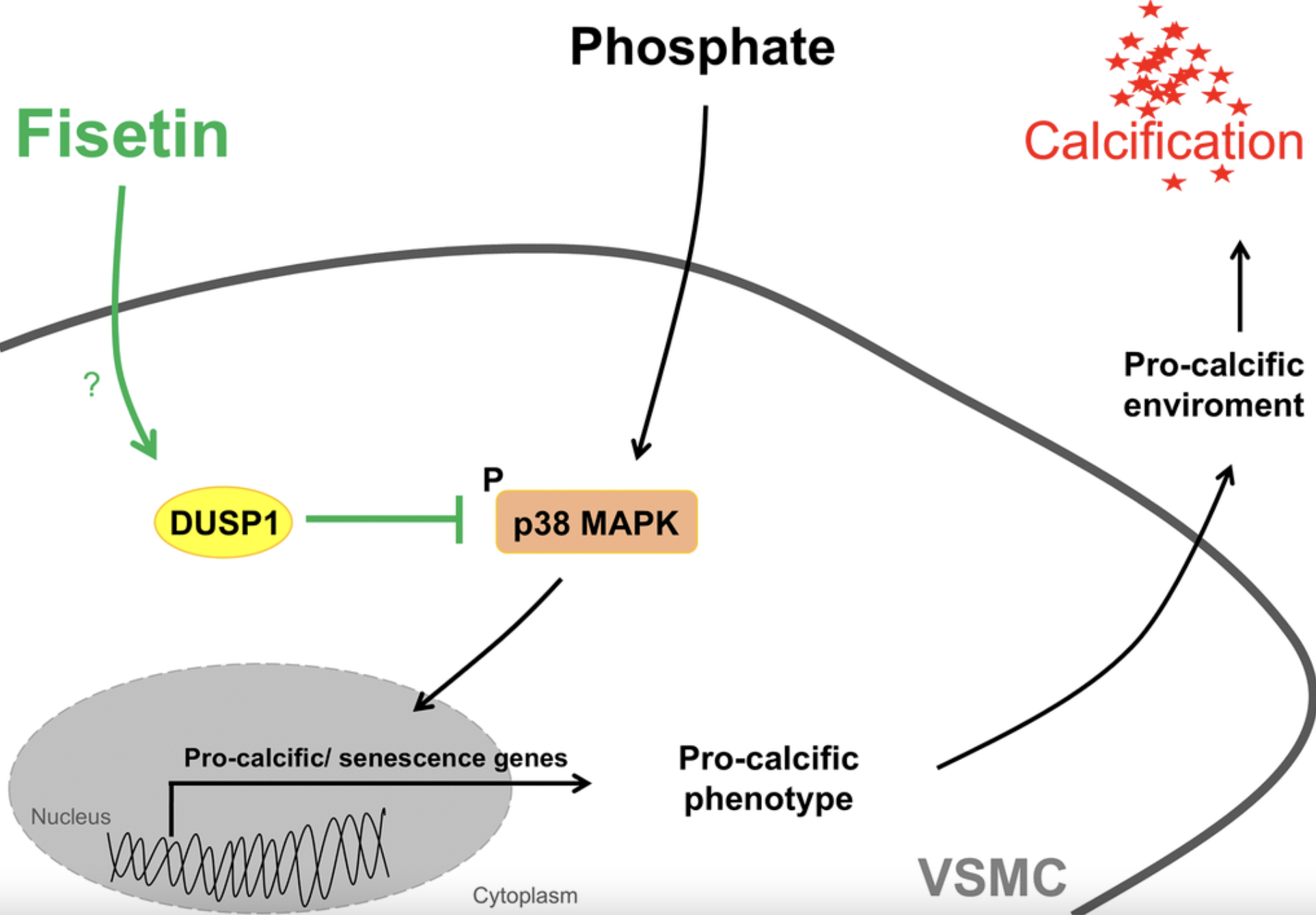 Fisetin, a Natural Compound, Helps Prevent Artery Hardening from Aging and Kidney Disease