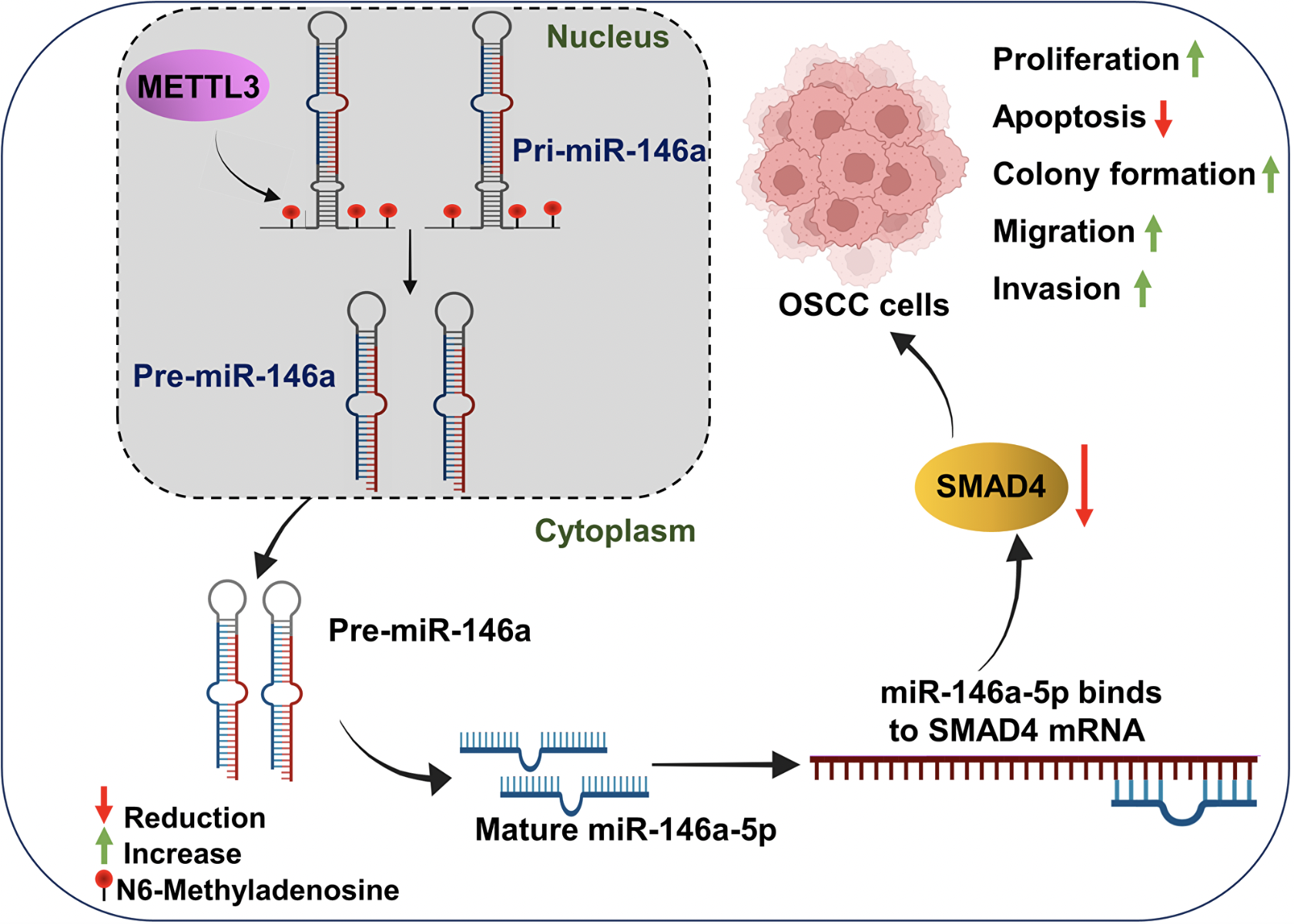 METTL3 Drives Oral Cancer by Blocking Tumor-Suppressing Gene