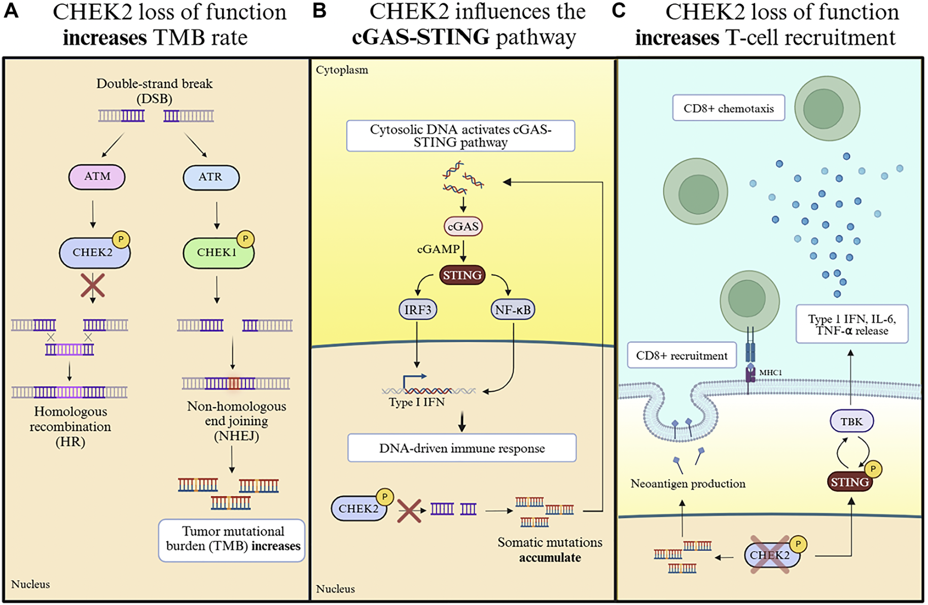 CHEK2 Identified as a Potential Target to Improve Immunotherapy in Solid Tumors