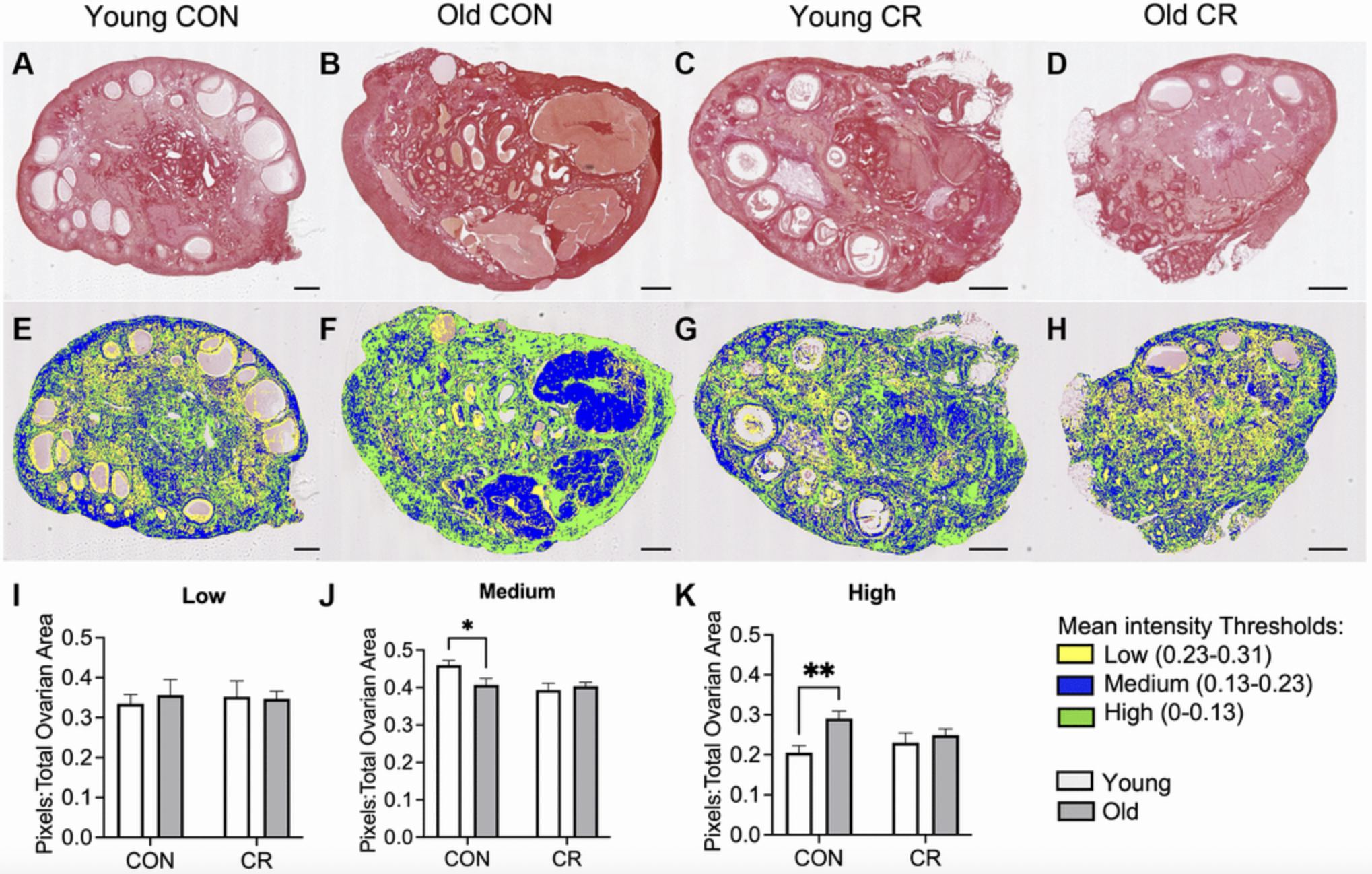 Moderate Caloric Restriction May Slow Ovarian Aging in Primates