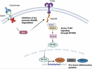 EGFR-Targeted Therapy Resistance in Breast and Head & Neck Cancers