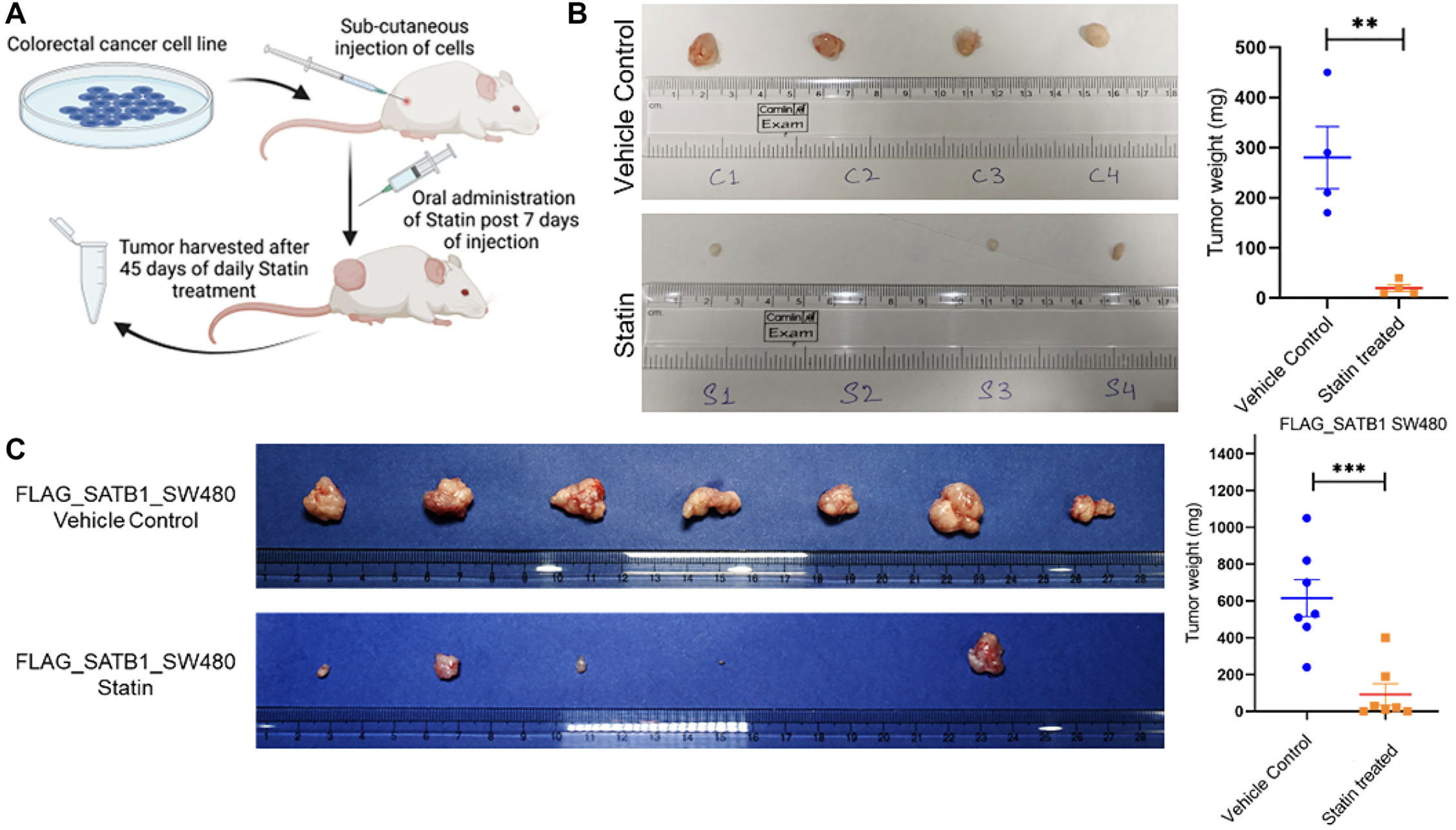 Cholesterol-Lowering Drugs Show Promise Against Colorectal Cancer
