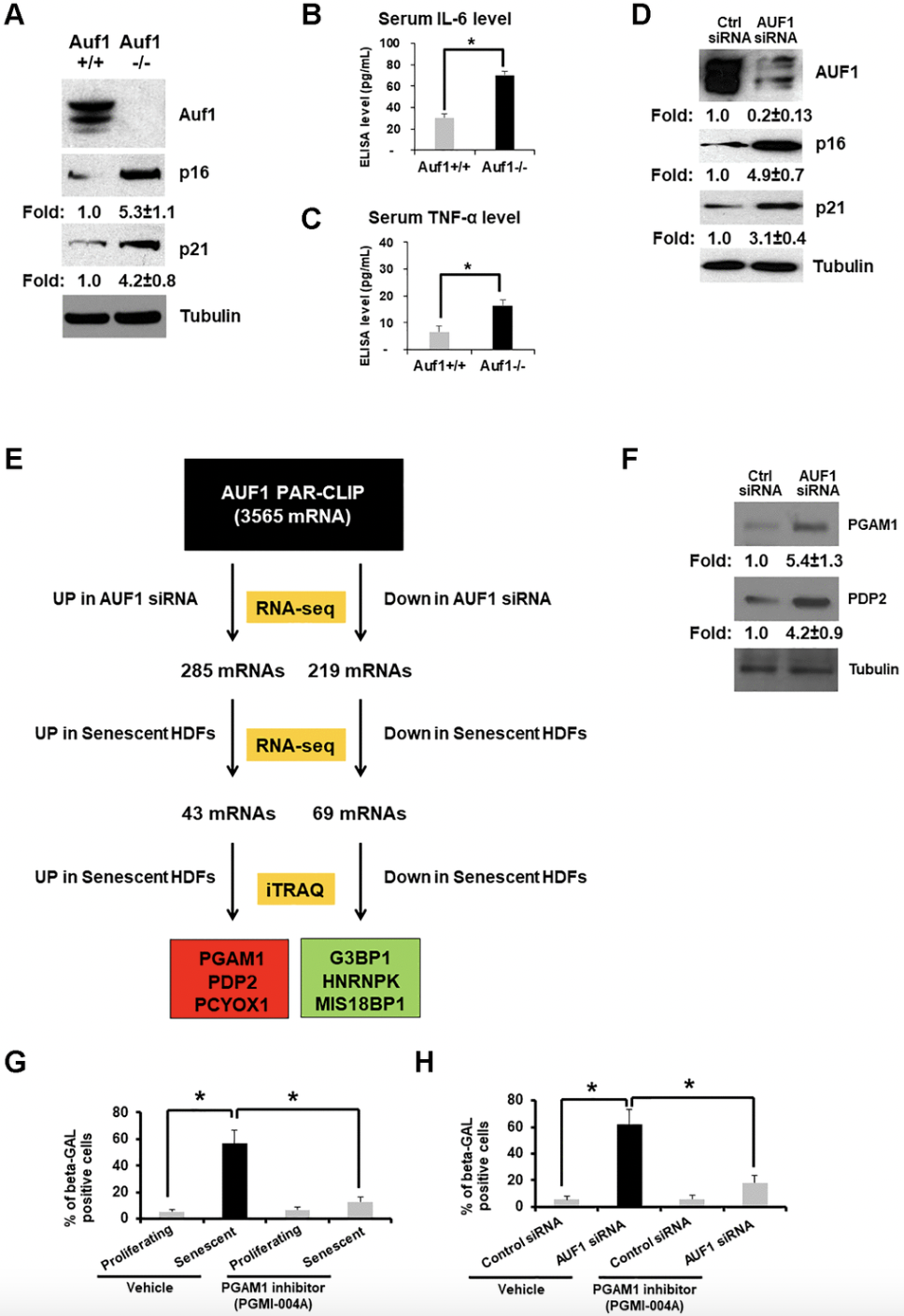 AUF1 Protein Plays Anti-Aging Role by Regulating Cellular Metabolism