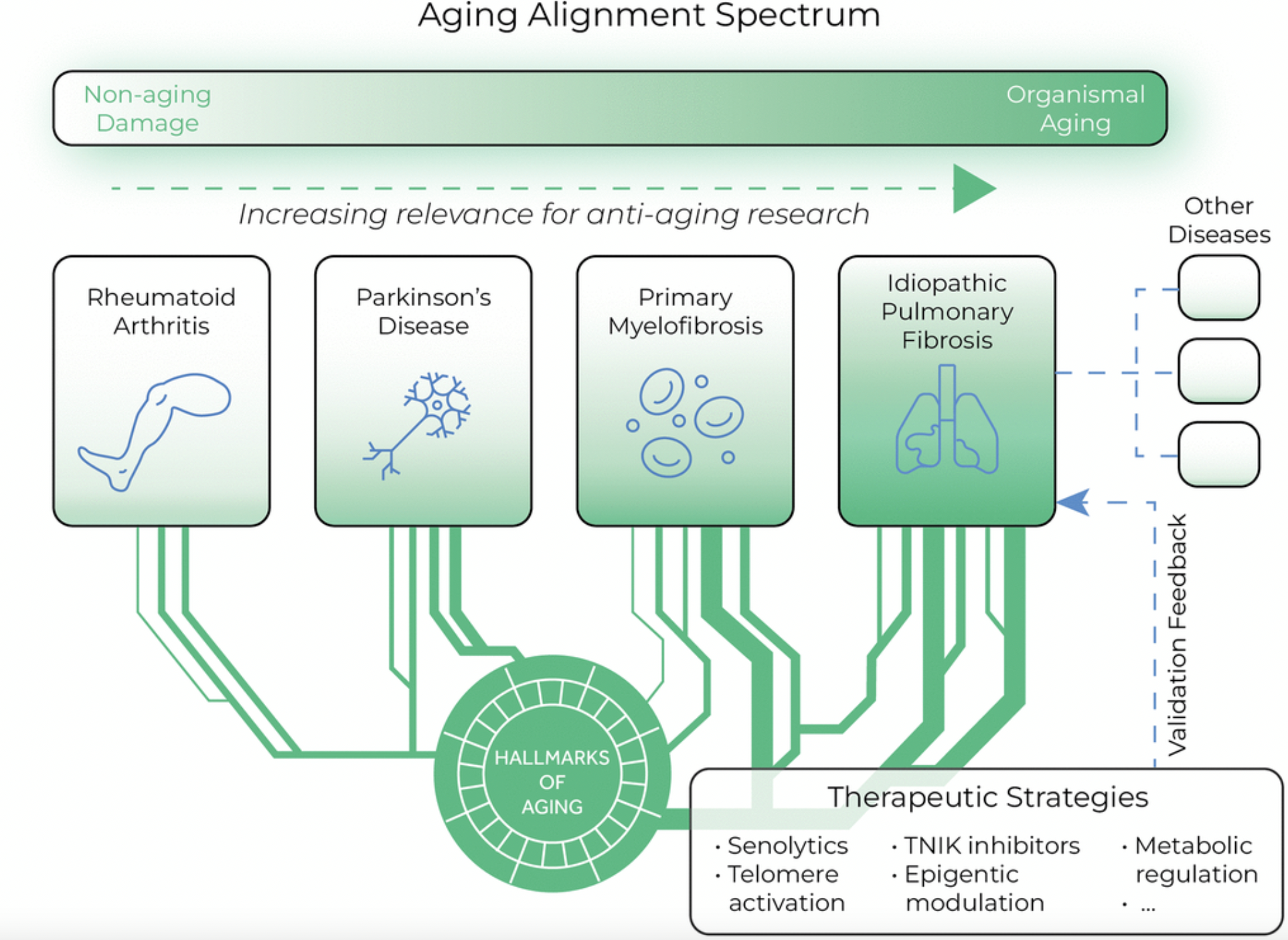 Idiopathic Pulmonary Fibrosis Identified as a Model for Anti-Aging Drug Development