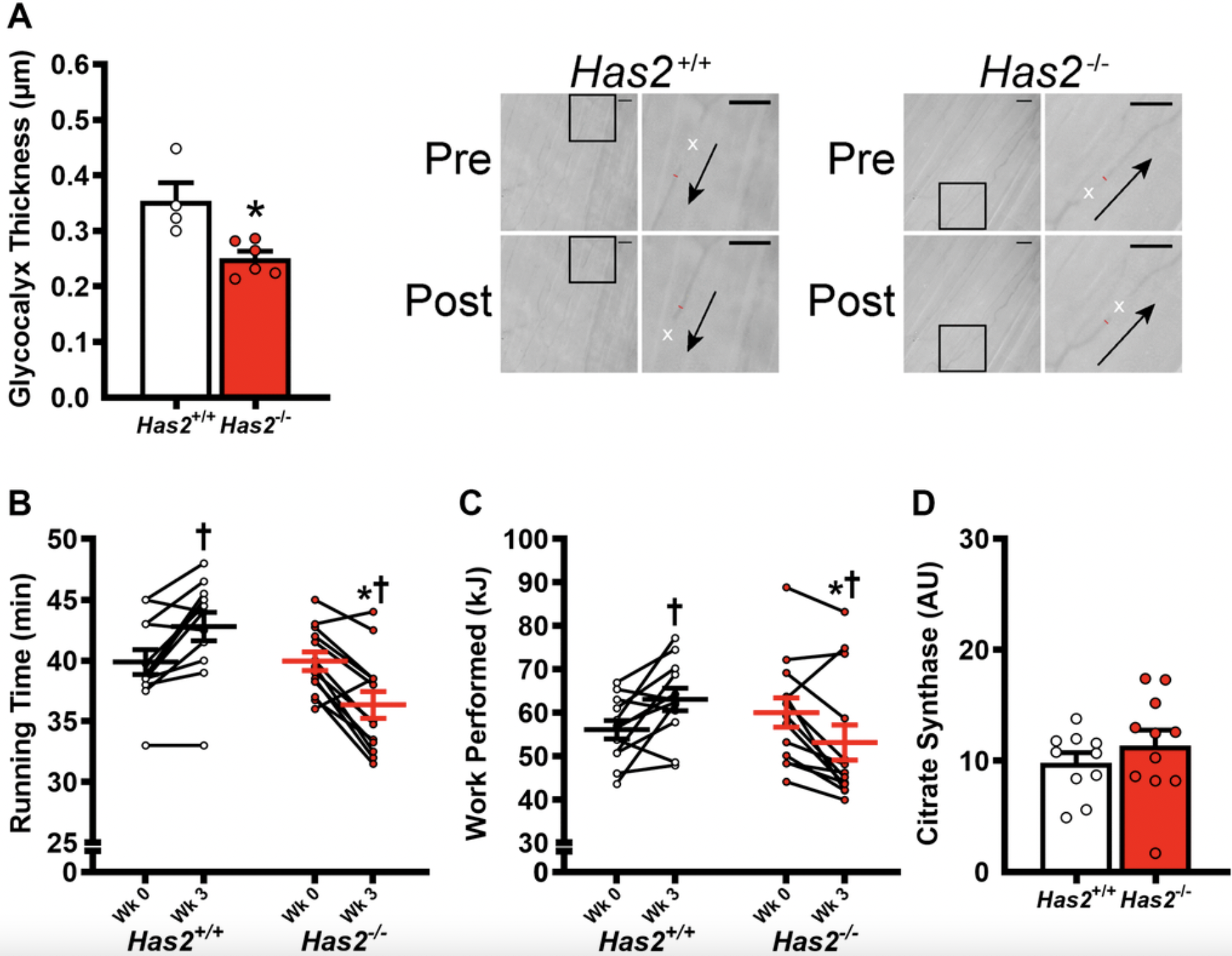 Supplement That Supports the Glycocalyx in Blood Vessels May Reduce Frailty in Older Adults