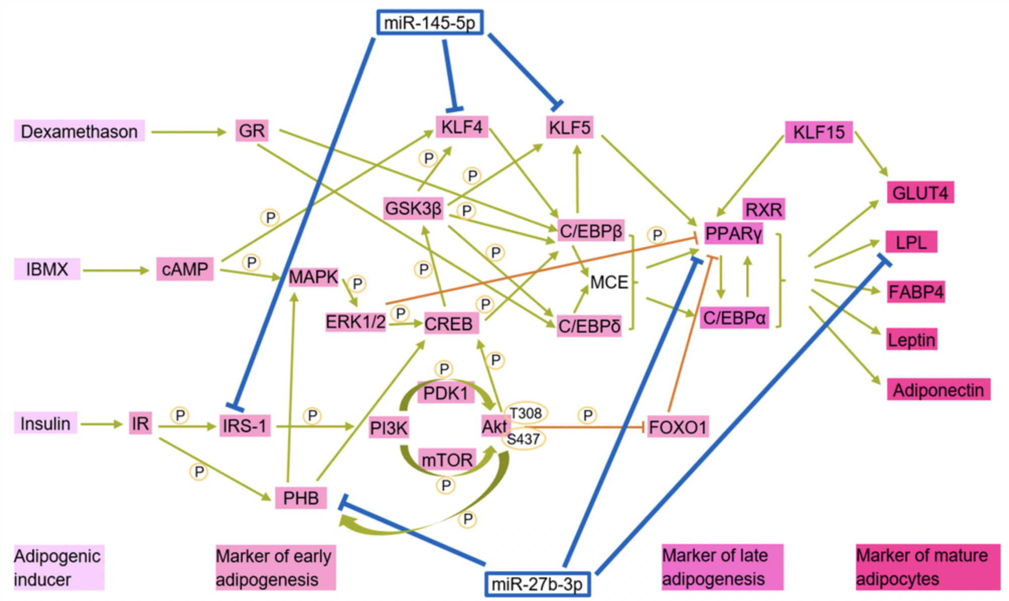 Overactive MicroRNAs Block Fat Cell Development in Progeria