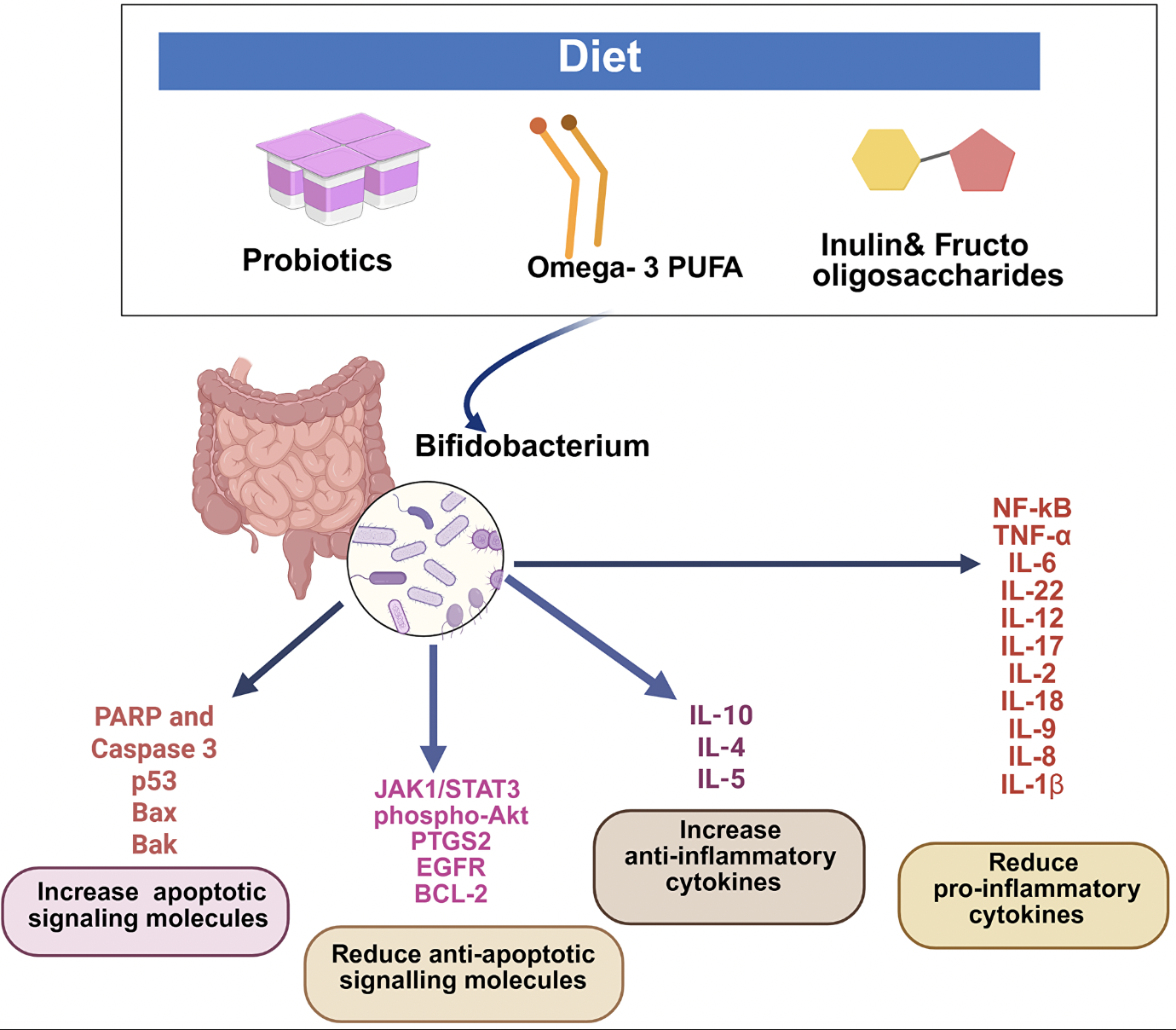 Probiotic Bifidobacterium May Boost Cancer Treatment and Suppress Tumors