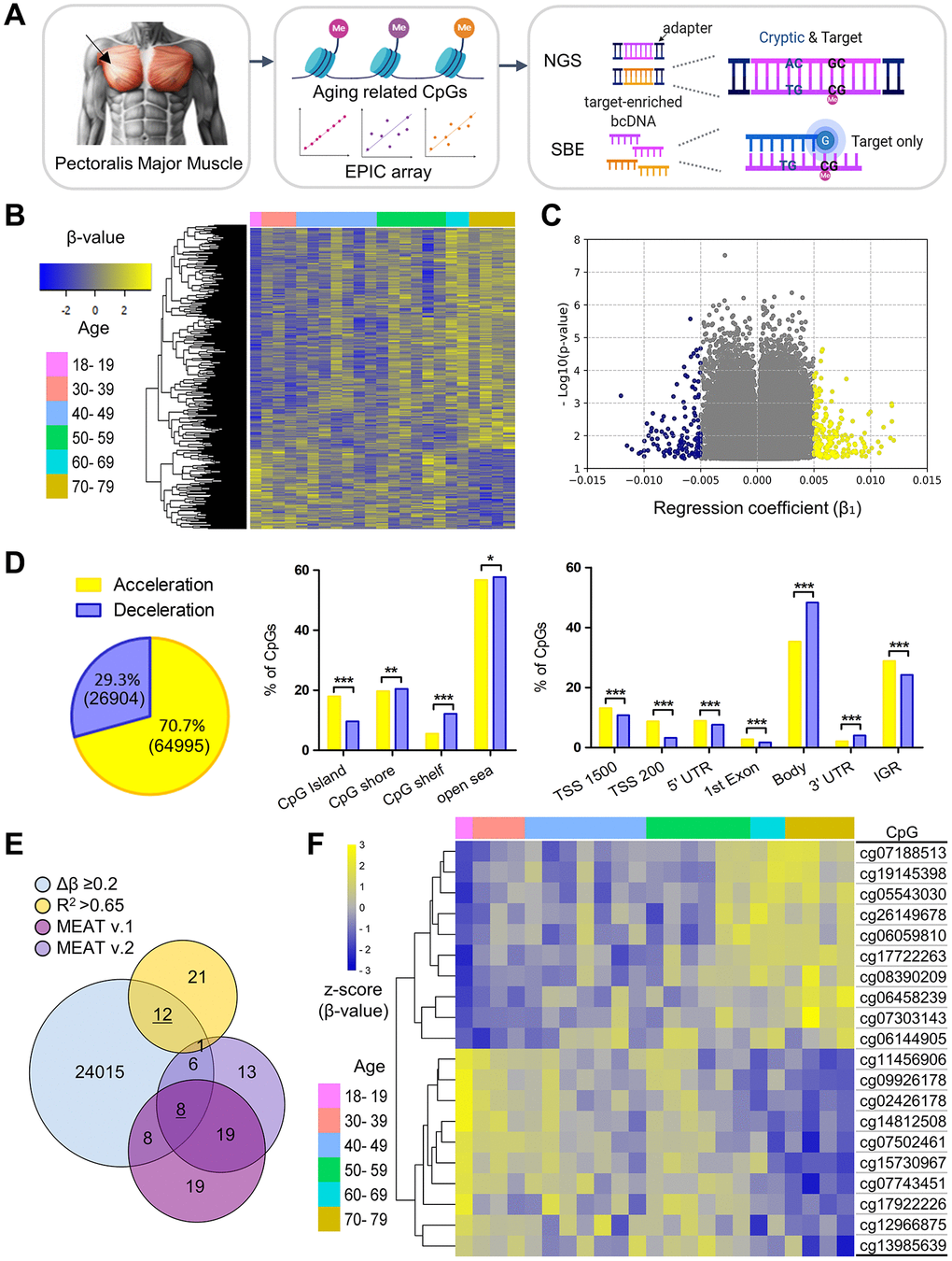 Skeletal Muscle Epigenetic Clocks Developed Using Postmortem Tissue from an Asian Population