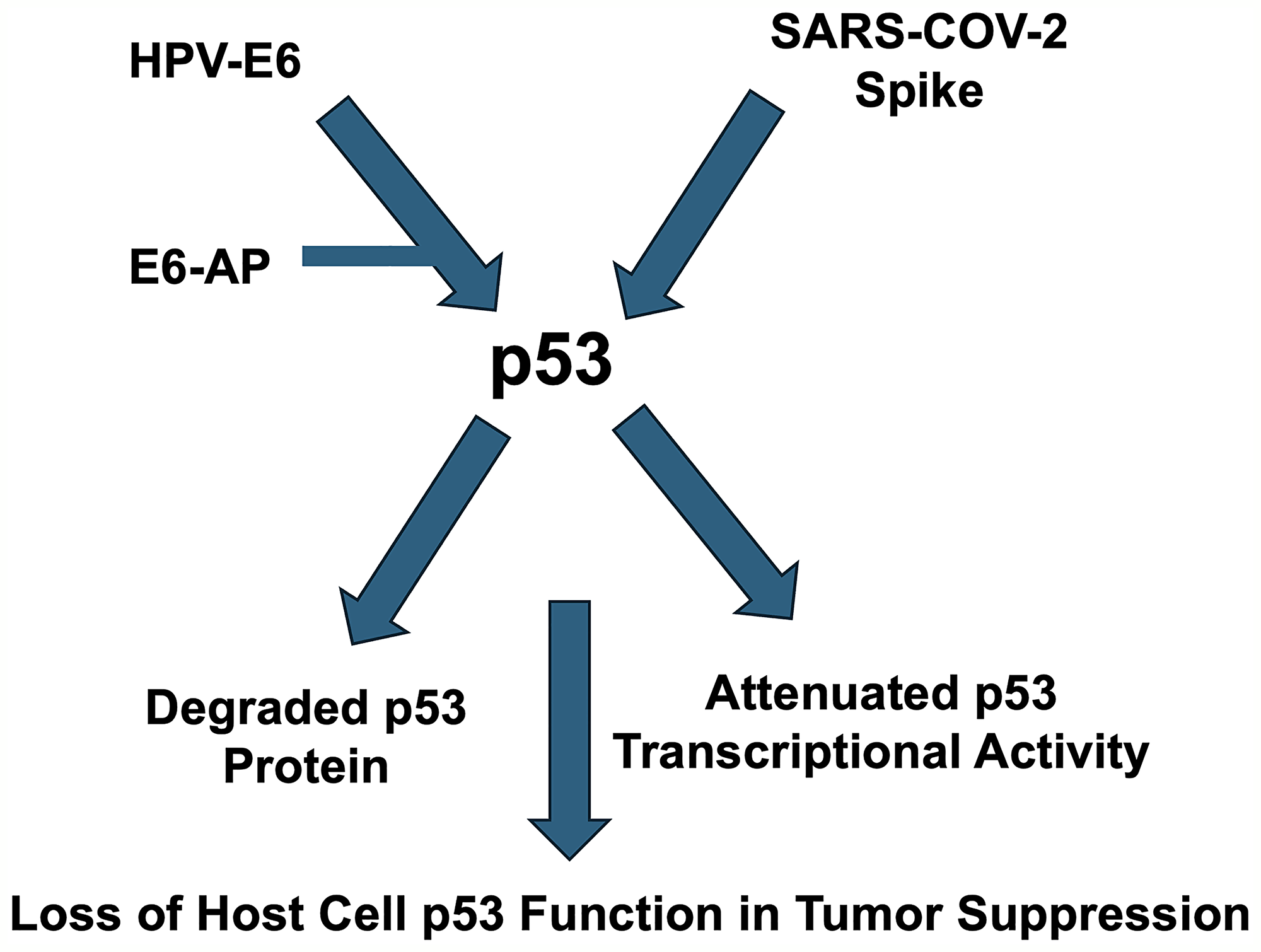 New Hypothesis Links HPV E6 and SARS‑CoV‑2 Spike Proteins to Reduced p53 Activity