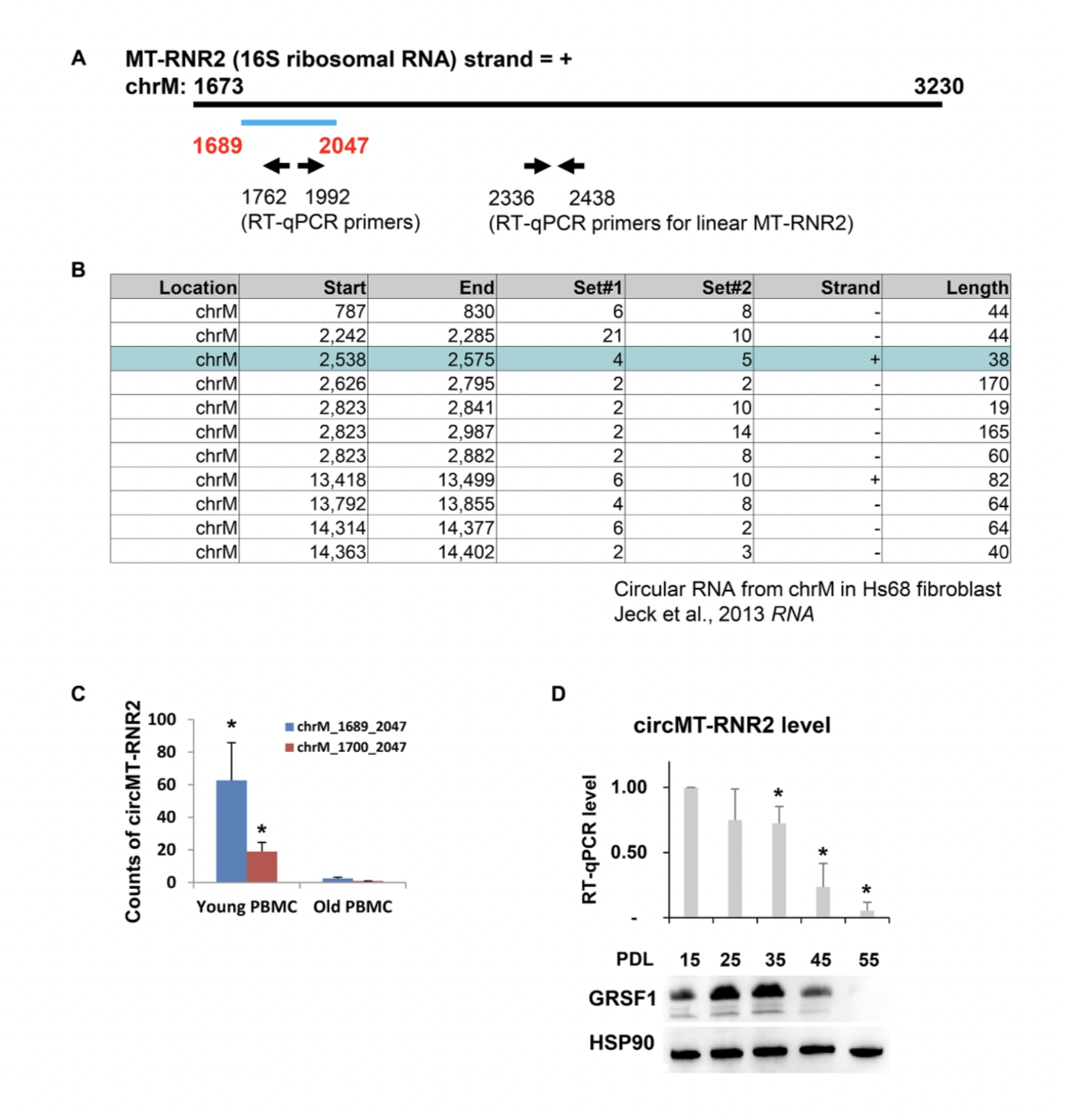 Study Identifies Aging-Associated Mitochondrial Circular RNAs