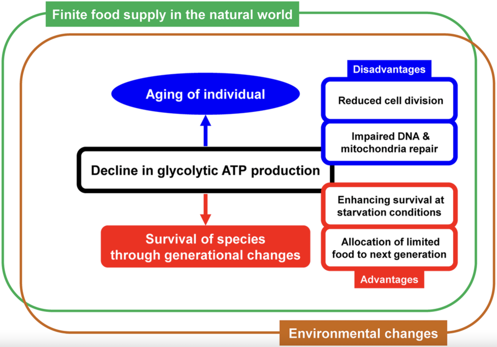 Next-Generation Metabolic Theory Suggests Glycolytic ATP Decline May Limit Lifespan