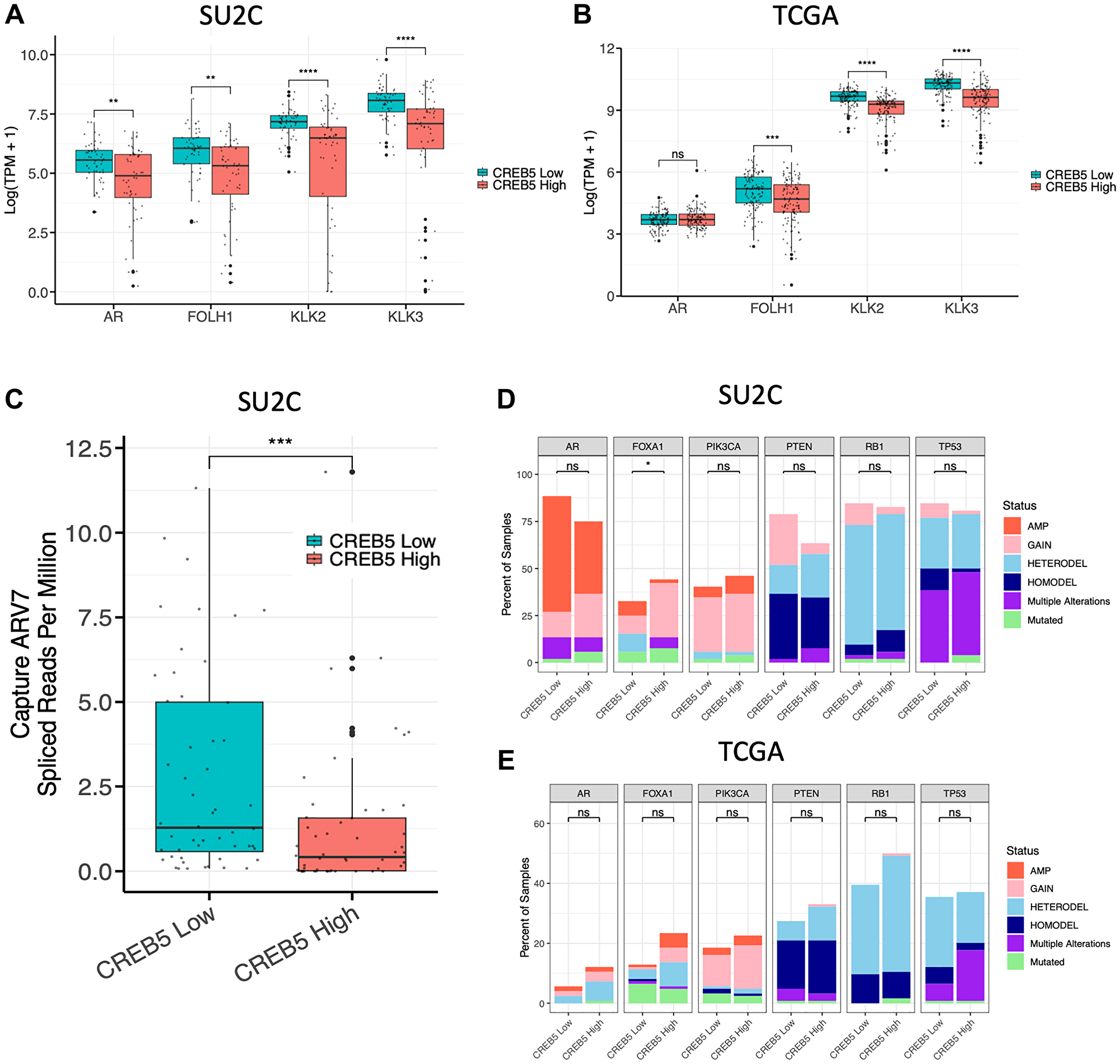 CREB5 Linked to Stem Cell-Like Programs That Promote Prostate Cancer Progression