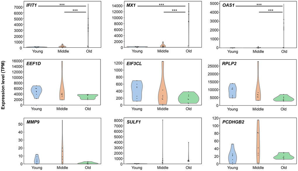 Stage-Specific Gene Expression Changes Reveal Early Triggers of Cellular Aging