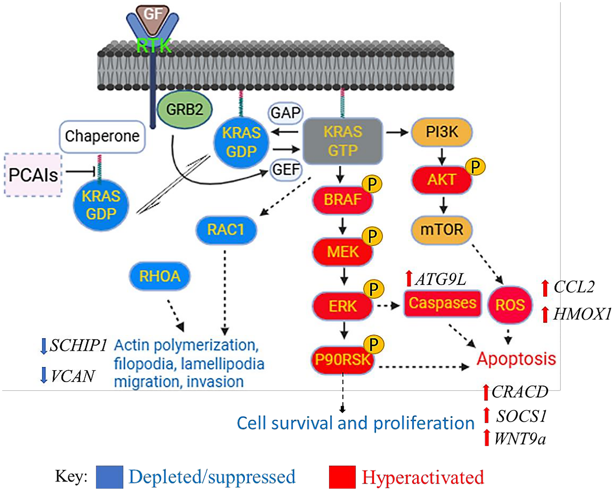 Experimental Compounds Trigger Cancer Cell Death in KRAS-Driven Pancreatic Cancer
