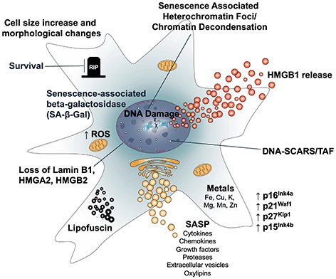 Thirty Years After the Discovery of SA-β-gal: Researchers Revisit the Hallmarks of Cellular Senescence