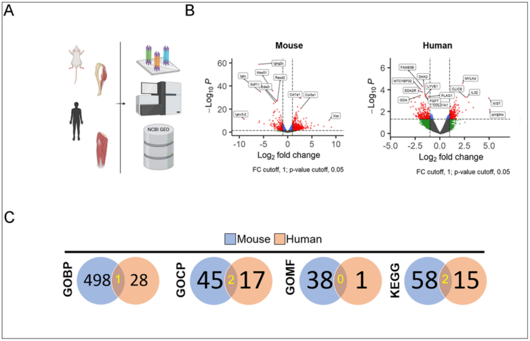 Aging Muscle Follows Different Genetic Programs in Mice and Humans