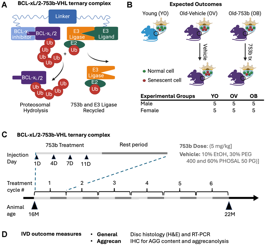 Senolytic PROTAC Slows Age-Related Intervertebral Disc Degeneration in Male Mice