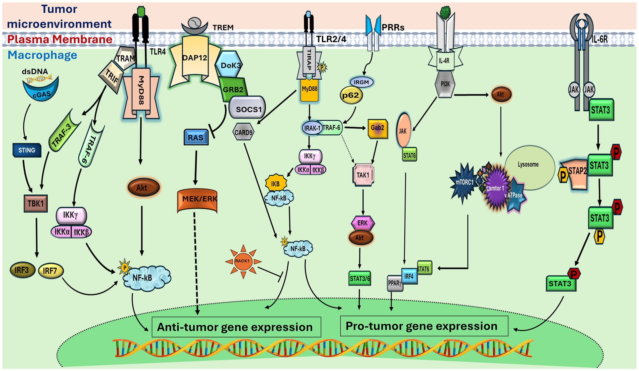 Adaptor Proteins Emerge as Key Regulators of Tumor-Associated Macrophages in Cancer