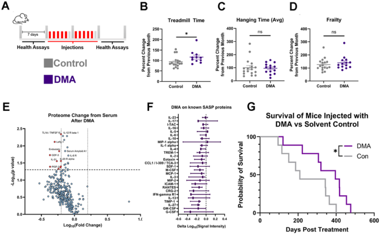 New Drug Combination Targets Cancer and Senescent Cells While Extending Lifespan in Old Mice
